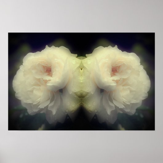 Blume der weißen Rose im Vollblutspiegel Abstrakt Poster (Vorne)