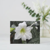 Blume der weißen Taglilie Postkarte (Stehend Vorderseite)