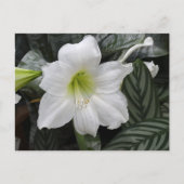 Blume der weißen Taglilie Postkarte (Vorderseite)