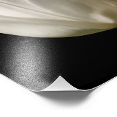 Blume der weißen Tulip bei Sonnenlicht 8x10 Fotodruck (Ecke)