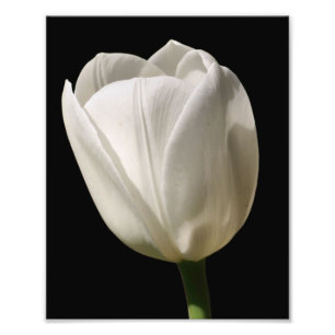 Blume der weißen Tulip bei Sonnenlicht 8x10 Fotodruck