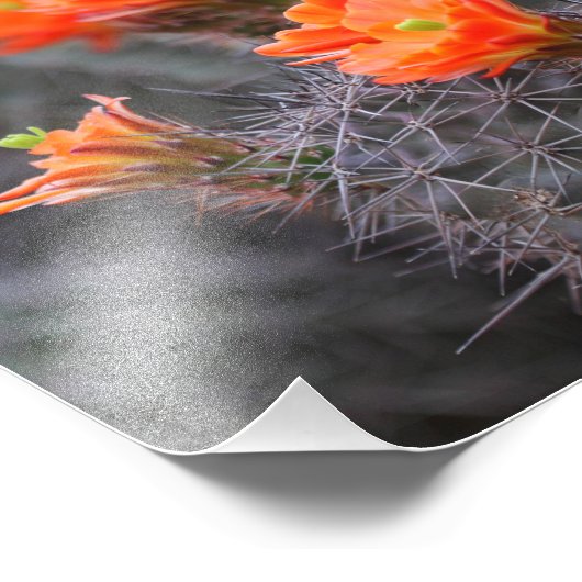 Blume der Wüstenkakteen Fotodruck (Ecke)
