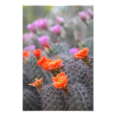 Blume der Wüstenkakteen Fotodruck (Vorne)