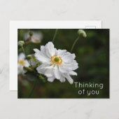 Blume des Anemone Garden Postkarte (Vorne/Hinten)