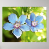 Blume des Blauen Imperiums (Anagallis monelli) Poster (Vorne)