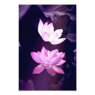 Blume des Blutes Lotus Fotodruck