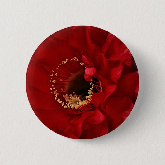 Blume des Feuerlichtkaktums Button (Vorderseite)