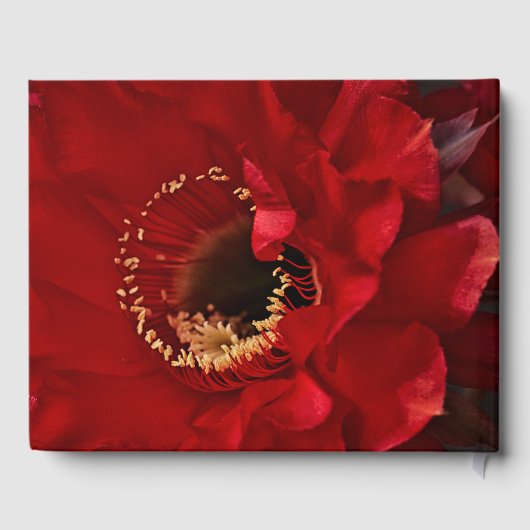 Blume des Feuerlichtkaktums Gästebuch (Rückseite)