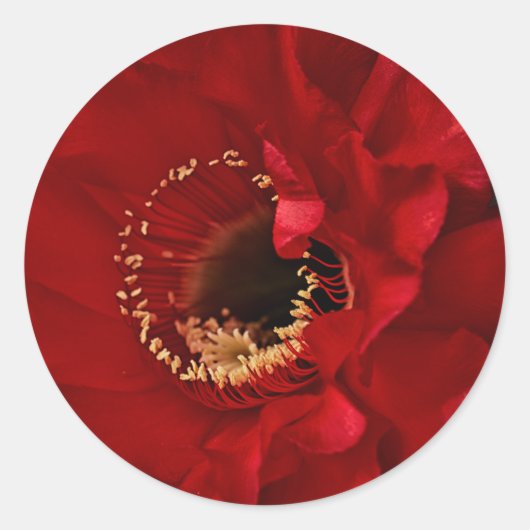 Blume des Feuerlichtkaktums Runder Aufkleber (Vorderseite)