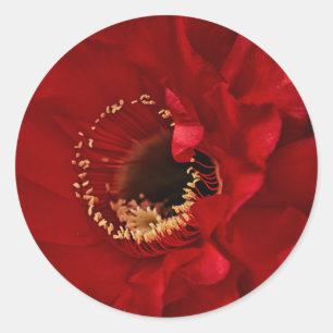 Blume des Feuerlichtkaktums Runder Aufkleber