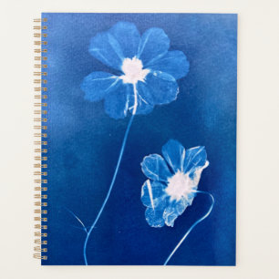 Blume des großen Cyanotypkosmos Planer
