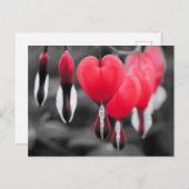 Blume des Herzens Postkarte (Vorne/Hinten)