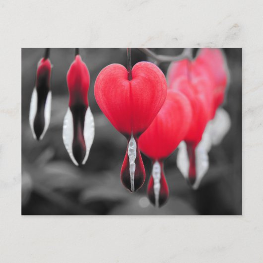 Blume des Herzens Postkarte (Vorderseite)