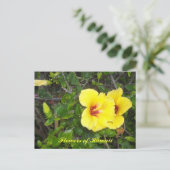 Blume des Hibiskus Hawaii Postkarte (Stehend Vorderseite)