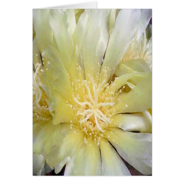 Blume des Kaktus (Vorne)