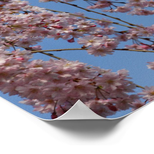 Blume des Kirschbaumes Poster (Ecke)