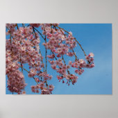 Blume des Kirschbaumes Poster (Vorne)