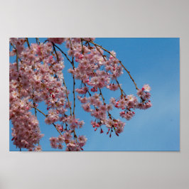 Blume des Kirschbaumes Poster