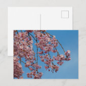 Blume des Kirschbaumes Postkarte (Vorne/Hinten)