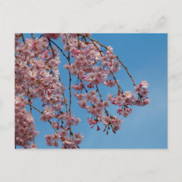 Blume des Kirschbaumes Postkarte