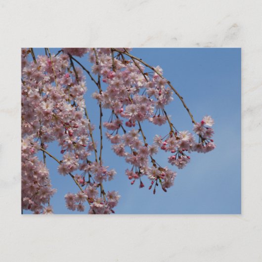 Blume des Kirschbaumes Postkarte (Vorderseite)