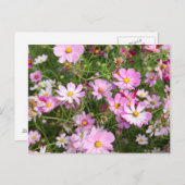 Blume des Kosmos (Bidens Formosa). Kirkwood Postkarte (Vorne/Hinten)