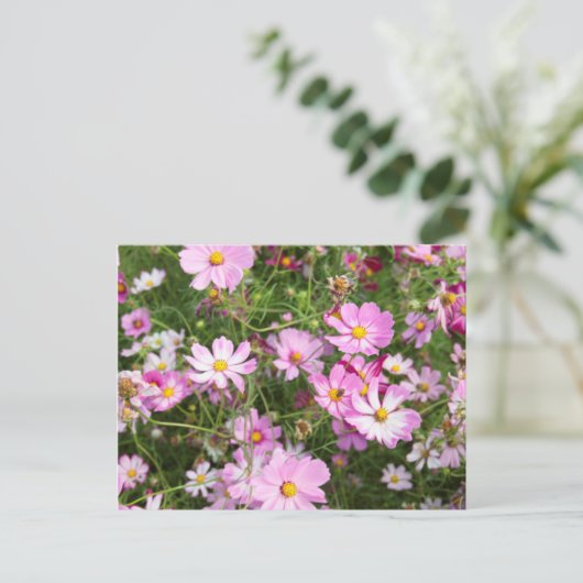 Blume des Kosmos (Bidens Formosa). Kirkwood Postkarte (Stehend Vorderseite)