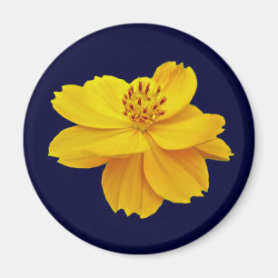 Blume des Kosmos (Cosmos sulfureus) Magnet