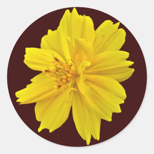 Blume des Kosmos (Cosmos sulfureus) Runder Aufkleber (Vorderseite)