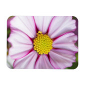 Blume des Kosmos (Gärten für Mosa) Magnet (Horizontal)
