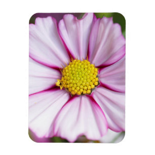 Blume des Kosmos (Gärten für Mosa) Magnet