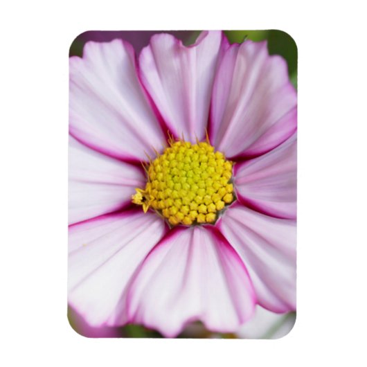 Blume des Kosmos (Gärten für Mosa) Magnet (Vertikal)