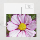 Blume des Kosmos (Gärten für Mosa) Postkarte (Vorne/Hinten)