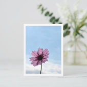 Blume des Kosmos: Japan Postkarte (Stehend Vorderseite)
