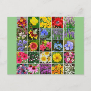 Blume des Kulturerbes - USA Postkarte