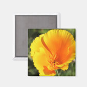 Blume des Mohns aus Kalifornien Magnet (Vorderseite/Rückseite)