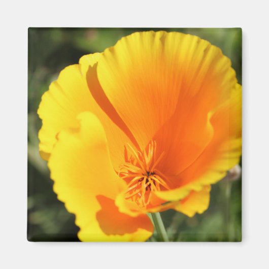 Blume des Mohns aus Kalifornien Magnet (Vorne)