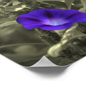 Blume des Morgenruhms - teilweise Farbe Poster (Ecke)