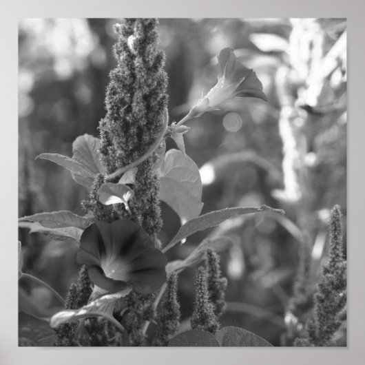 Blume des Morgens und Unkraut von Schwarz und Weiß Poster (Vorne)