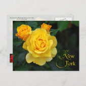 Blume des New Yorker Staat: Rose Postkarte (Vorne/Hinten)