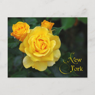 Blume des New Yorker Staat: Rose Postkarte