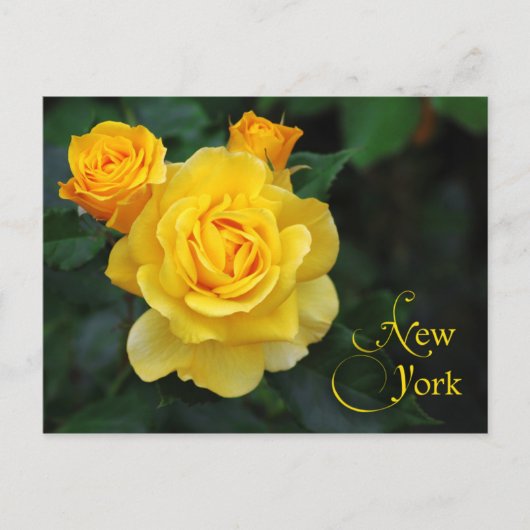 Blume des New Yorker Staat: Rose Postkarte (Vorderseite)