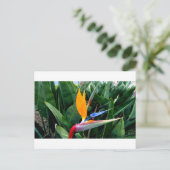 Blume des Paradieses - Kalifornien Postkarte (Stehend Vorderseite)