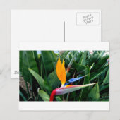 Blume des Paradieses - Kalifornien Postkarte (Vorne/Hinten)