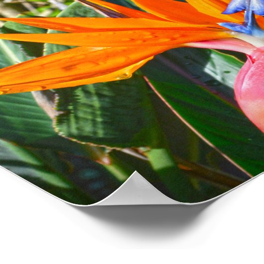 Blume des Paradieses Poster (Ecke)