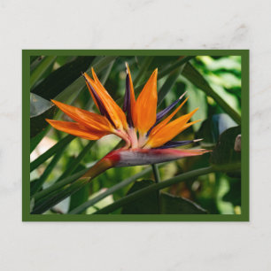 Blume des Paradieses Postkarte