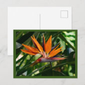 Blume des Paradieses Postkarte (Vorne/Hinten)