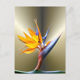 Blume des Paradieses Postkarte