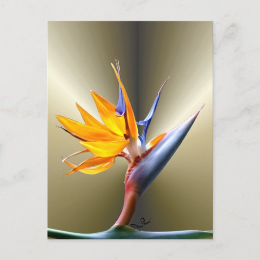 Blume des Paradieses Postkarte (Vorderseite)