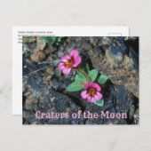 Blume des rosa Affen, Felsen von Lava, Mondkrater Postkarte (Vorne/Hinten)